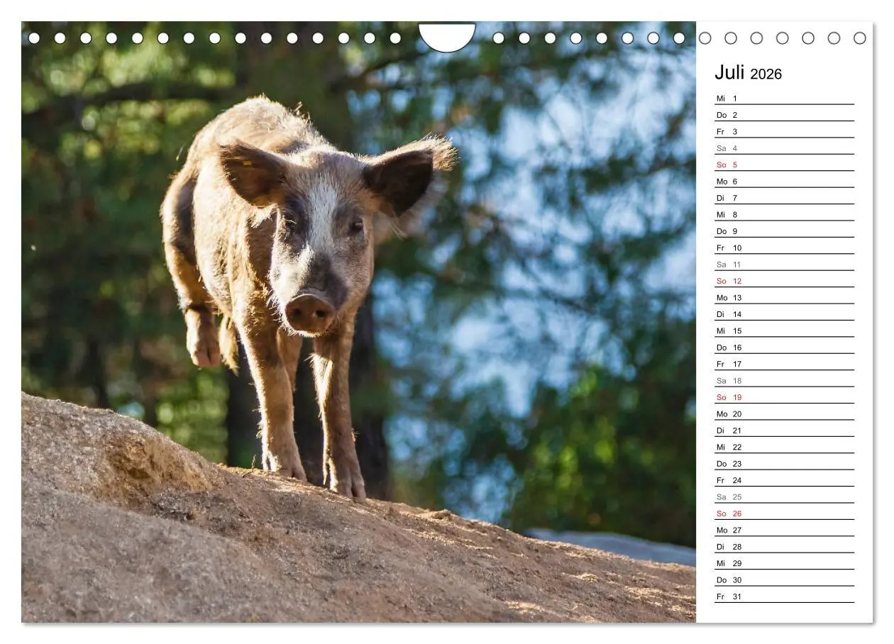 Bild: 9783457727140 | Wildromatisches Korsika (Wandkalender 2026 DIN A4 quer), CALVENDO...