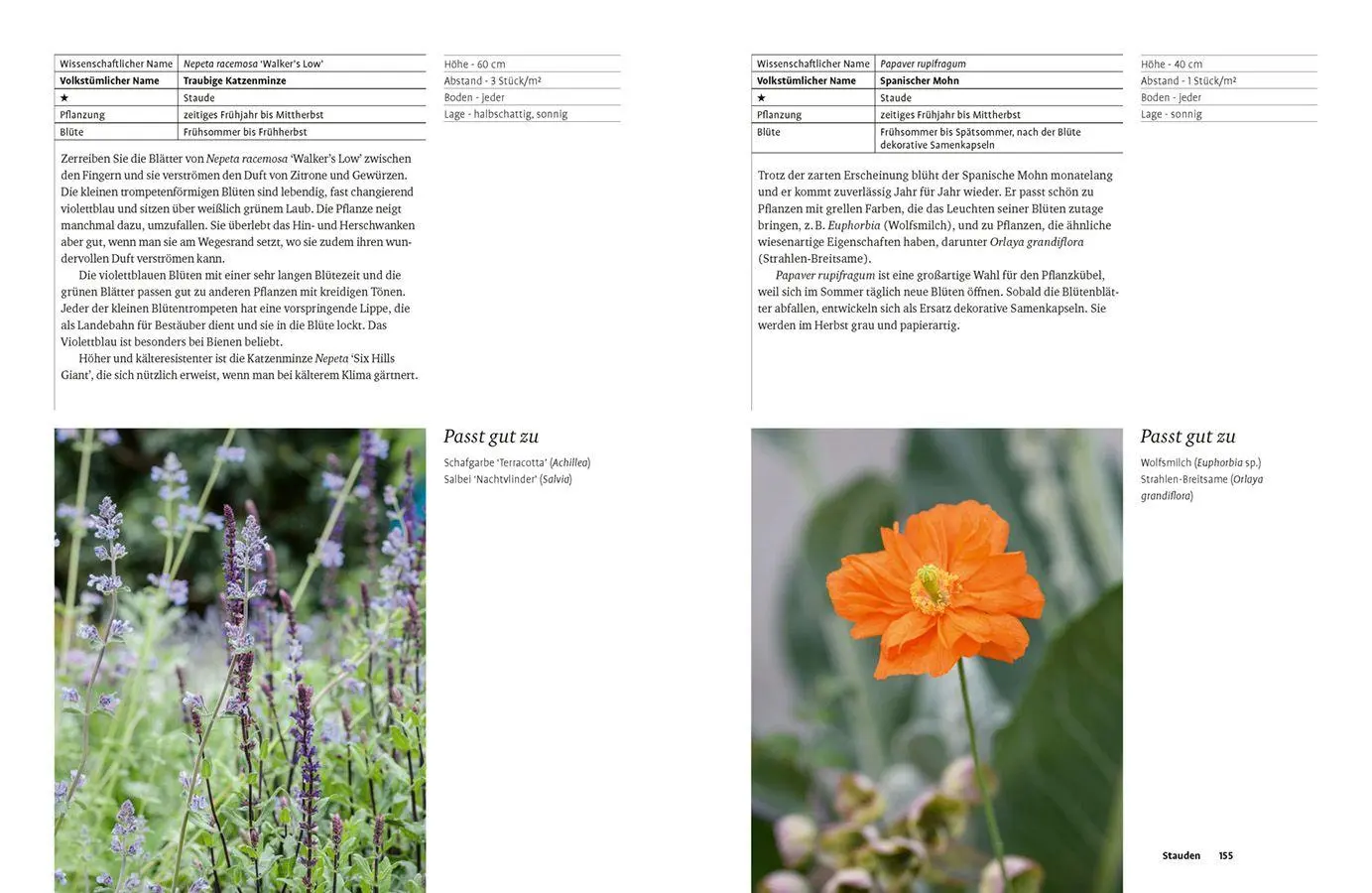 Bild: 9783818627140 | Grün in allen Farben | Lucy Bellamy | Buch | 224 S. | Deutsch | 2026