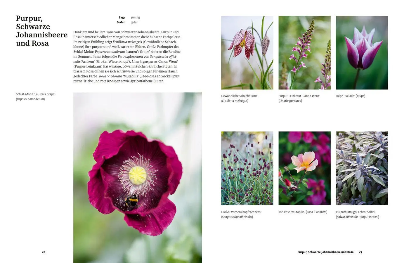 Bild: 9783818627140 | Grün in allen Farben | Lucy Bellamy | Buch | 224 S. | Deutsch | 2026