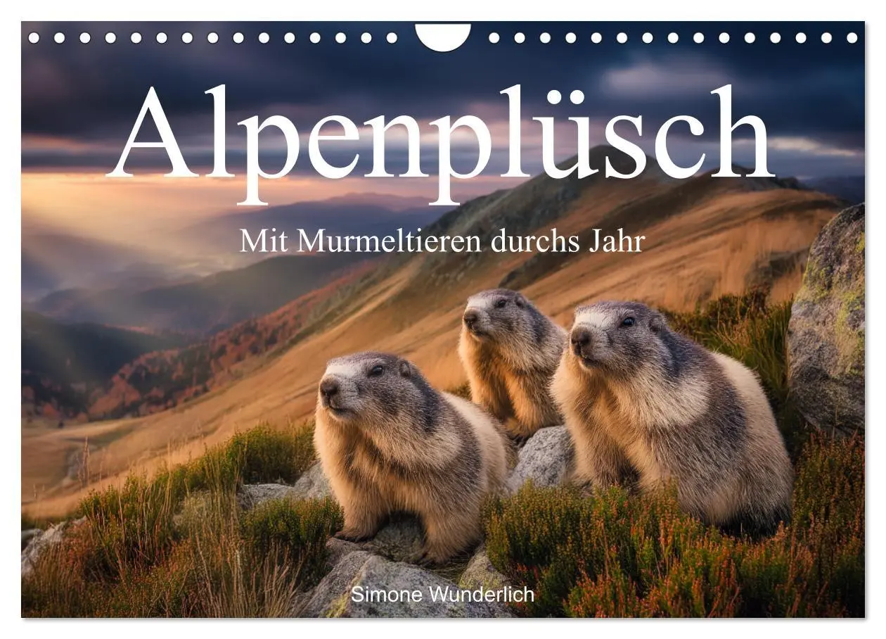 Cover: 9783516597240 | Alpenplüsch - Mit Murmeltieren durchs Jahr (Wandkalender 2026 DIN...