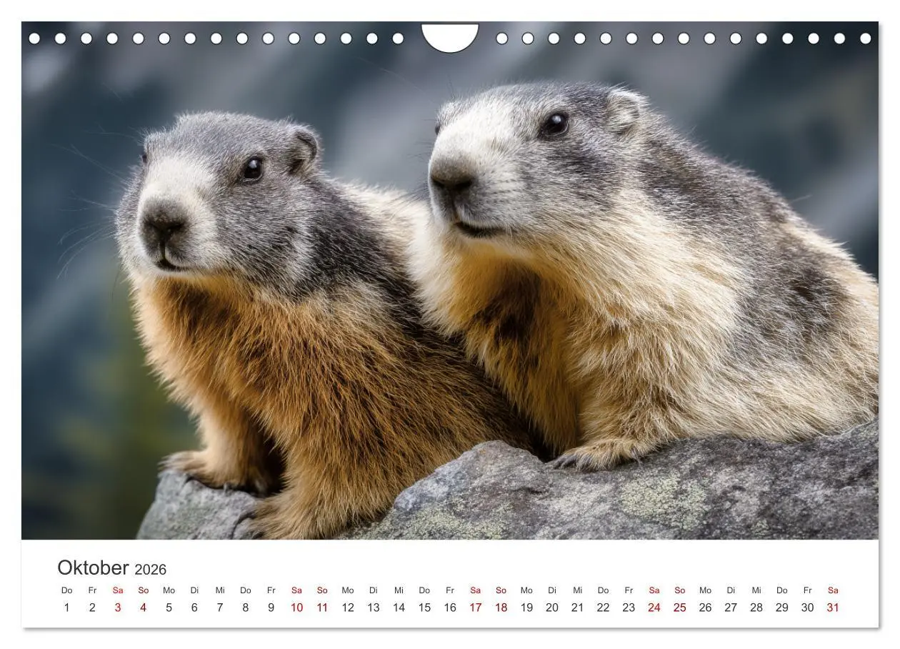 Bild: 9783516597240 | Alpenplüsch - Mit Murmeltieren durchs Jahr (Wandkalender 2026 DIN...