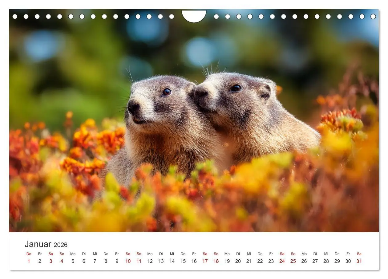 Bild: 9783516597240 | Alpenplüsch - Mit Murmeltieren durchs Jahr (Wandkalender 2026 DIN...