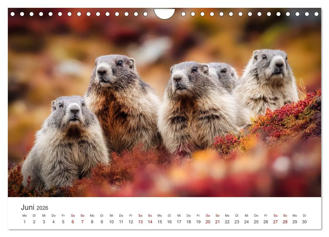 Bild: 9783516597240 | Alpenplüsch - Mit Murmeltieren durchs Jahr (Wandkalender 2026 DIN...