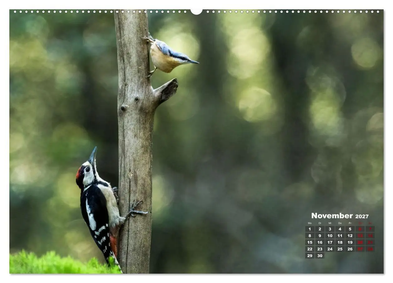 Bild: 9783569207240 | Vögel in heimischen Wäldern (hochwertiger Premium Wandkalender 2027...