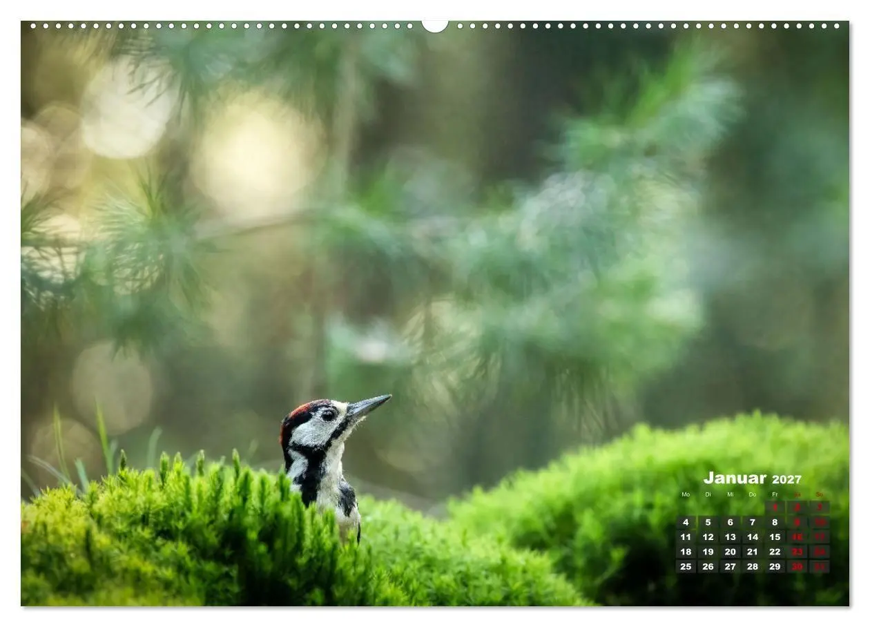 Bild: 9783569207240 | Vögel in heimischen Wäldern (hochwertiger Premium Wandkalender 2027...