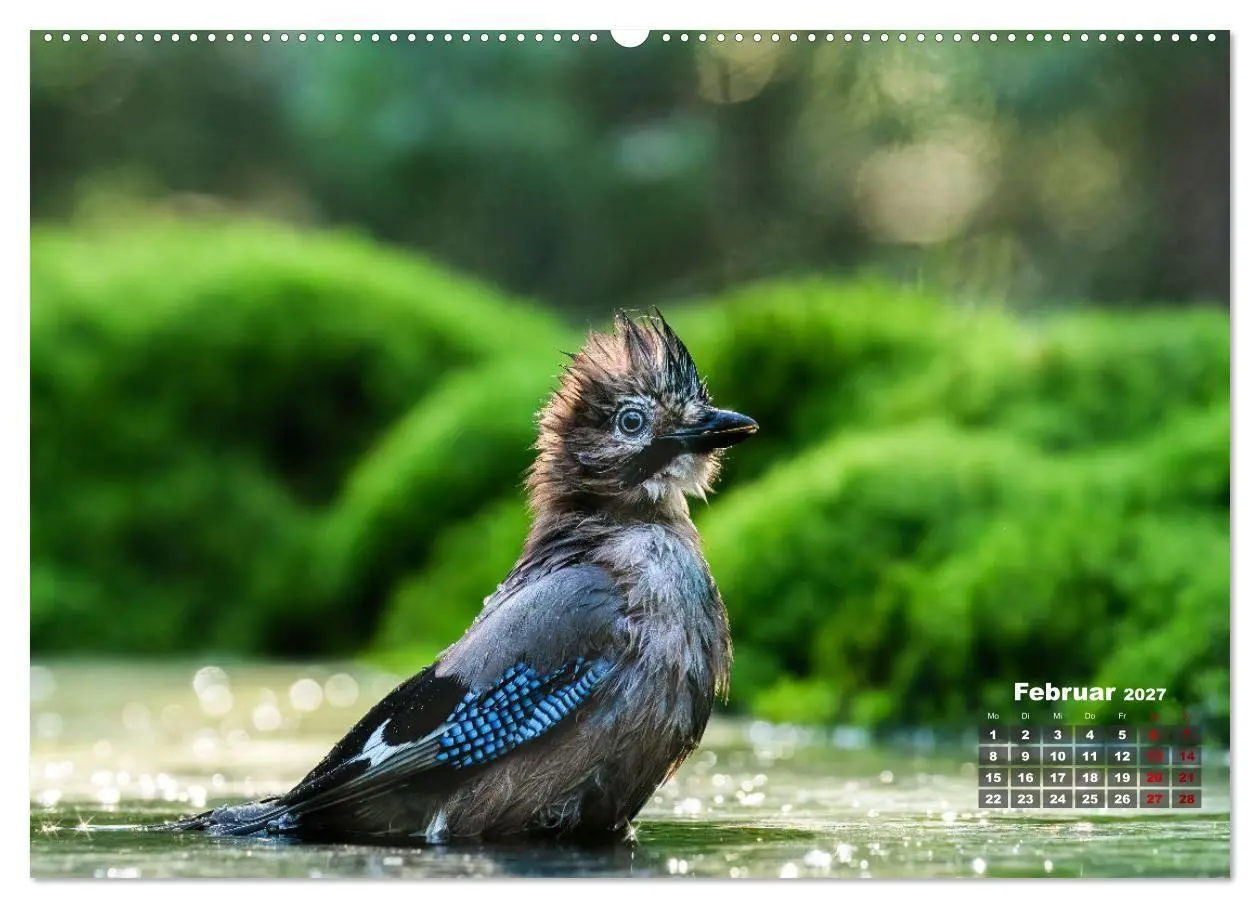 Bild: 9783569207240 | Vögel in heimischen Wäldern (hochwertiger Premium Wandkalender 2027...