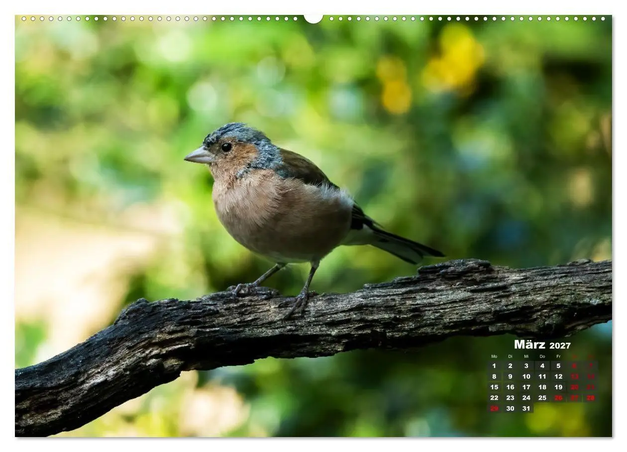 Bild: 9783569207240 | Vögel in heimischen Wäldern (hochwertiger Premium Wandkalender 2027...
