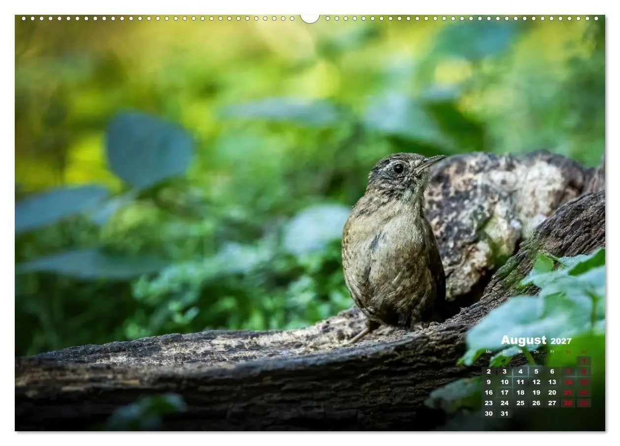 Bild: 9783569207240 | Vögel in heimischen Wäldern (hochwertiger Premium Wandkalender 2027...