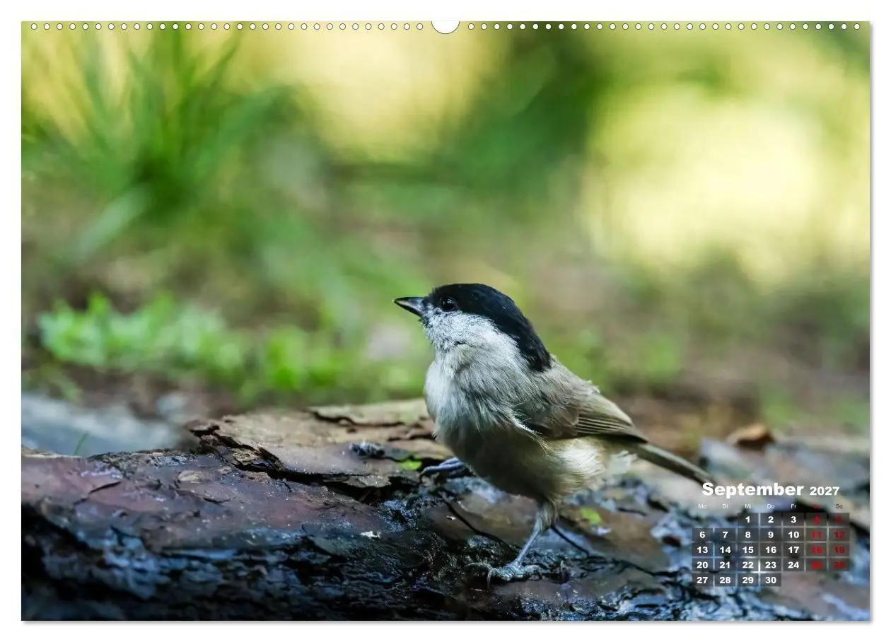 Bild: 9783569207240 | Vögel in heimischen Wäldern (hochwertiger Premium Wandkalender 2027...