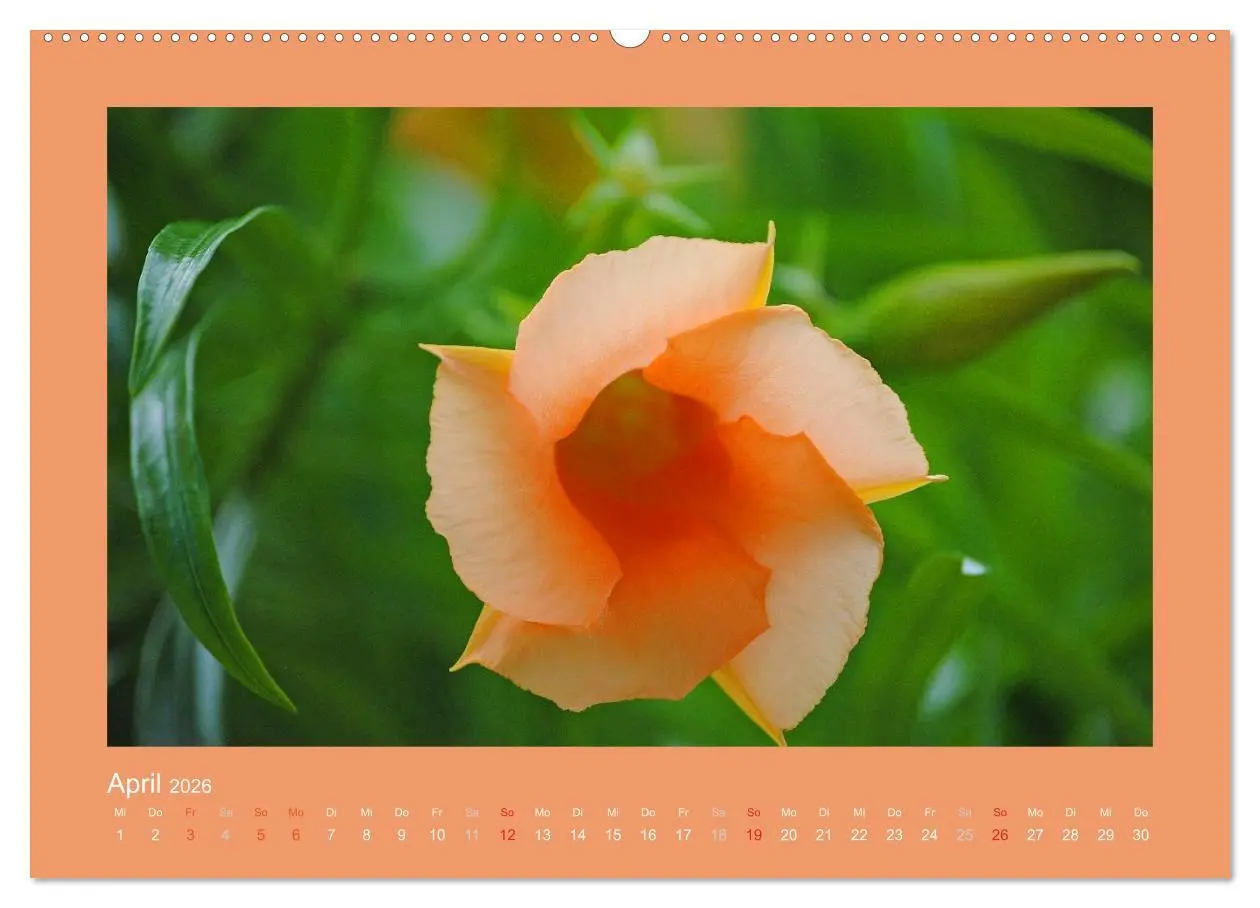 Bild: 9783516037340 | Aloha Blütenzauber aus Hawaii (hochwertiger Premium Wandkalender...