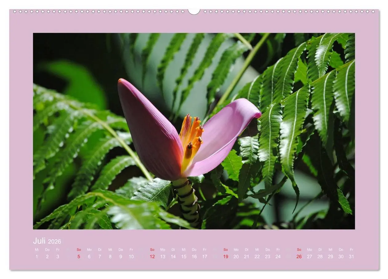 Bild: 9783516037340 | Aloha Blütenzauber aus Hawaii (hochwertiger Premium Wandkalender...