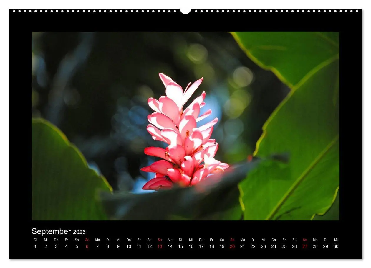 Bild: 9783516037340 | Aloha Blütenzauber aus Hawaii (hochwertiger Premium Wandkalender...