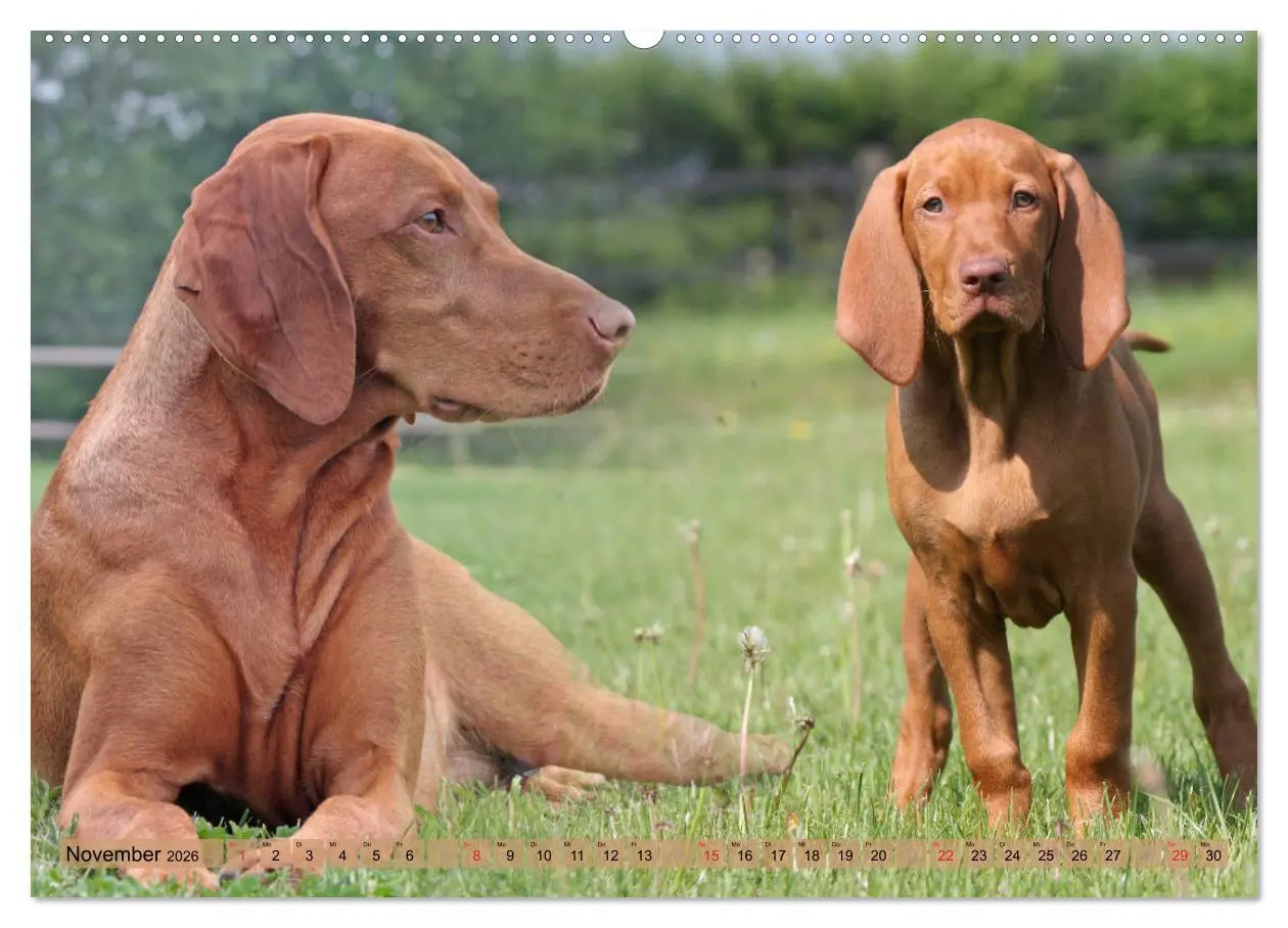 Bild: 9783516187540 | Magyar Vizsla - Vielseitiger Jagdhund mit Familienanschluss...