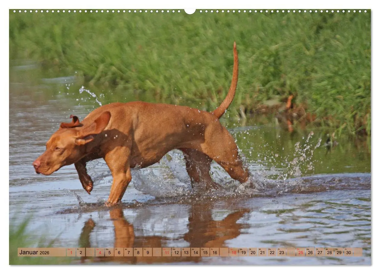 Bild: 9783516187540 | Magyar Vizsla - Vielseitiger Jagdhund mit Familienanschluss...