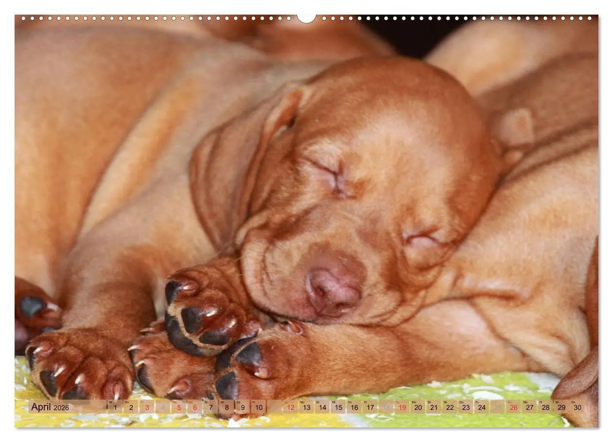 Bild: 9783516187540 | Magyar Vizsla - Vielseitiger Jagdhund mit Familienanschluss...