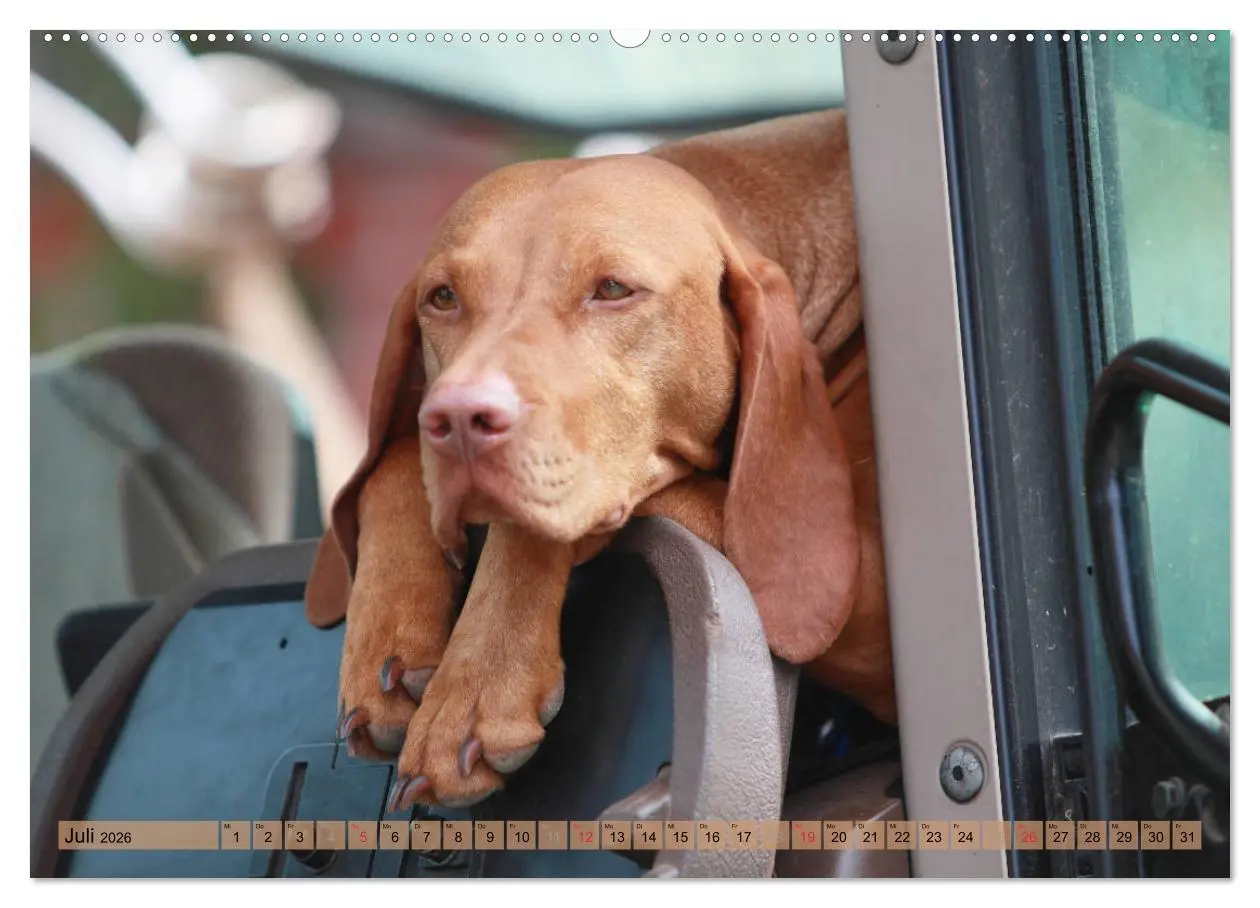 Bild: 9783516187540 | Magyar Vizsla - Vielseitiger Jagdhund mit Familienanschluss...