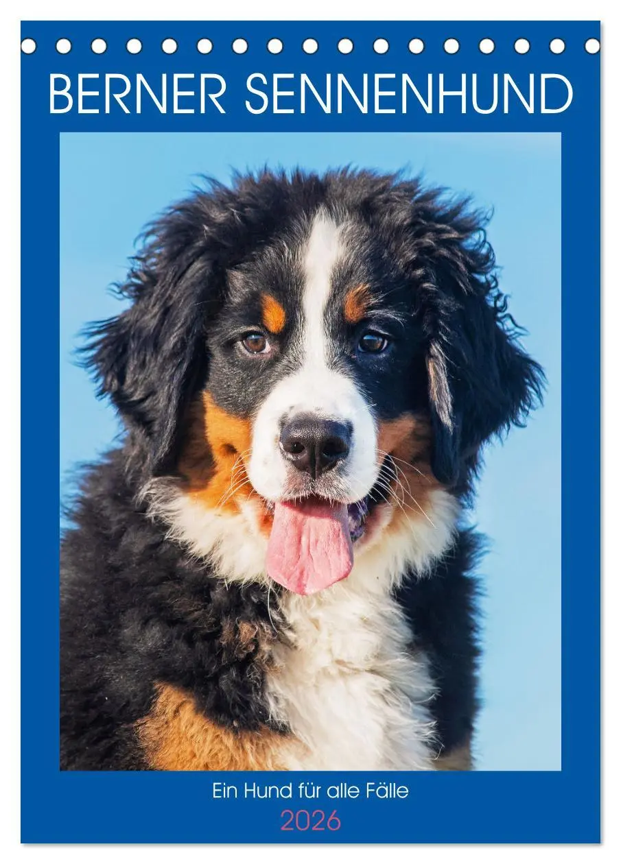 Cover: 9783516257540 | Berner Sennenhund - Ein Hund für alle Fälle (Tischkalender 2026 DIN...