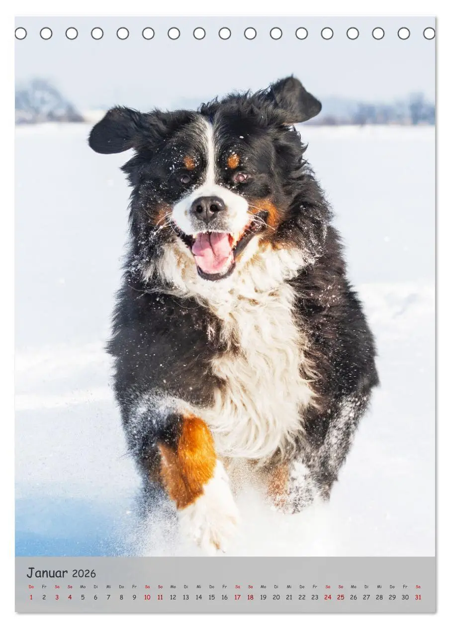 Bild: 9783516257540 | Berner Sennenhund - Ein Hund für alle Fälle (Tischkalender 2026 DIN...