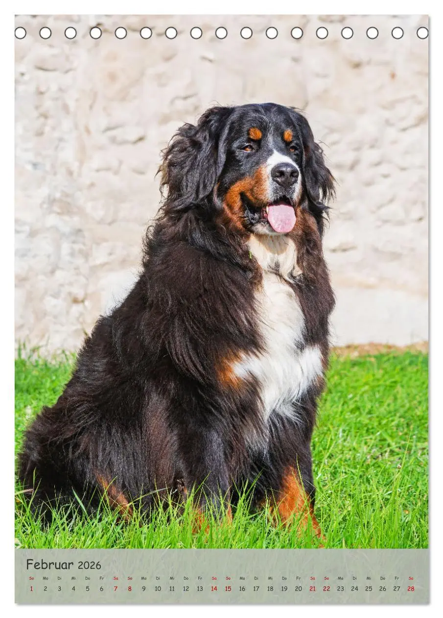 Bild: 9783516257540 | Berner Sennenhund - Ein Hund für alle Fälle (Tischkalender 2026 DIN...