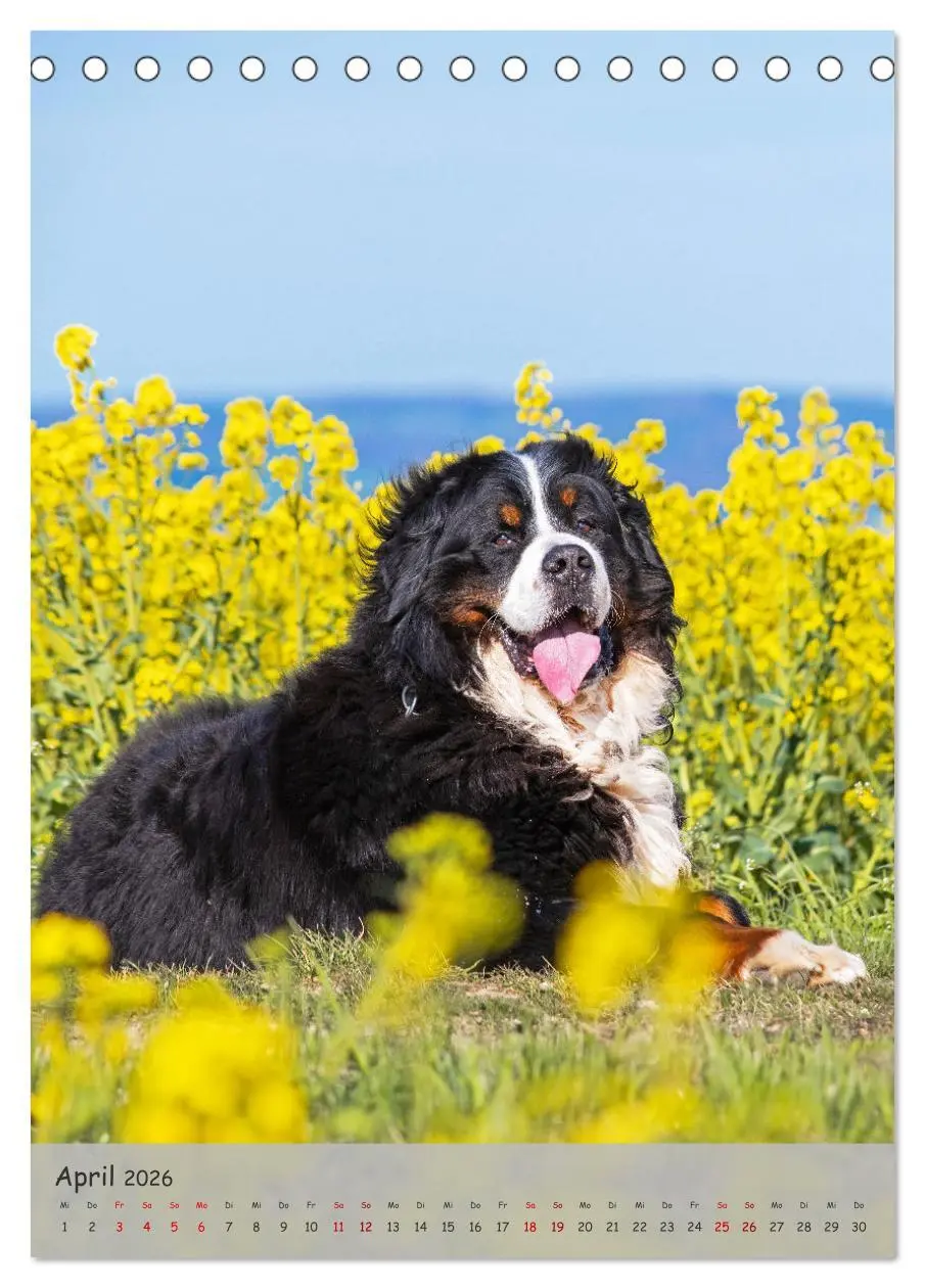 Bild: 9783516257540 | Berner Sennenhund - Ein Hund für alle Fälle (Tischkalender 2026 DIN...