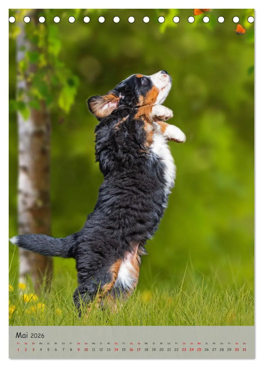 Bild: 9783516257540 | Berner Sennenhund - Ein Hund für alle Fälle (Tischkalender 2026 DIN...