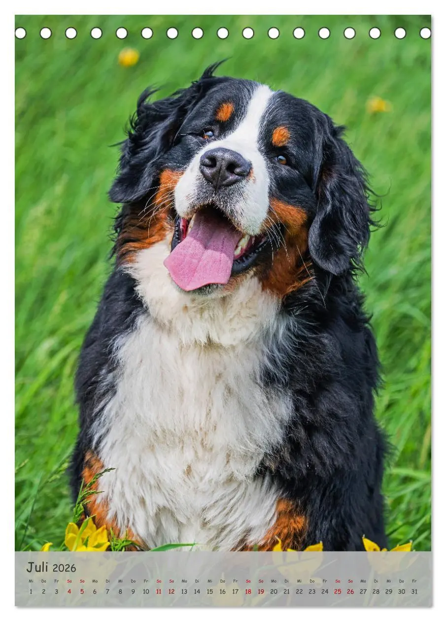 Bild: 9783516257540 | Berner Sennenhund - Ein Hund für alle Fälle (Tischkalender 2026 DIN...