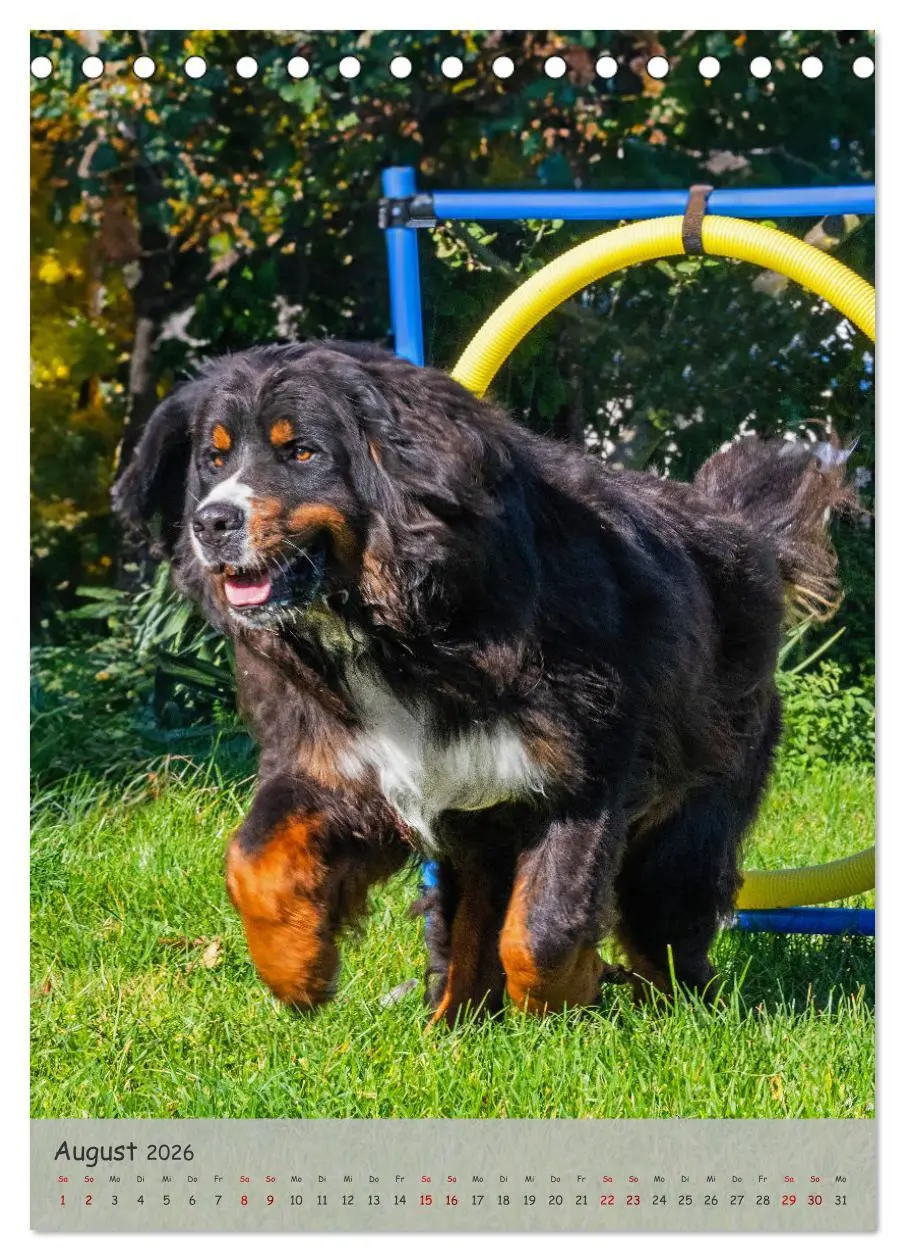 Bild: 9783516257540 | Berner Sennenhund - Ein Hund für alle Fälle (Tischkalender 2026 DIN...