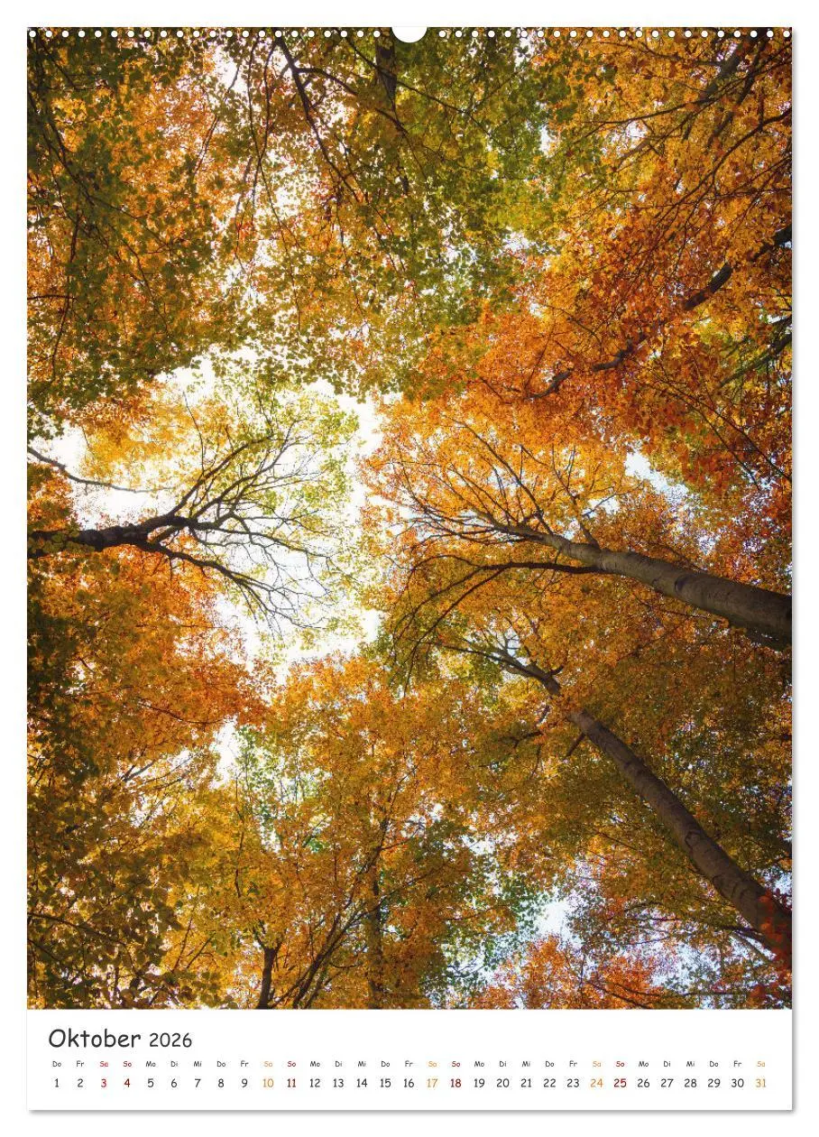 Bild: 9783516327540 | Bäume im Harz (hochwertiger Premium Wandkalender 2026 DIN A2 hoch),...