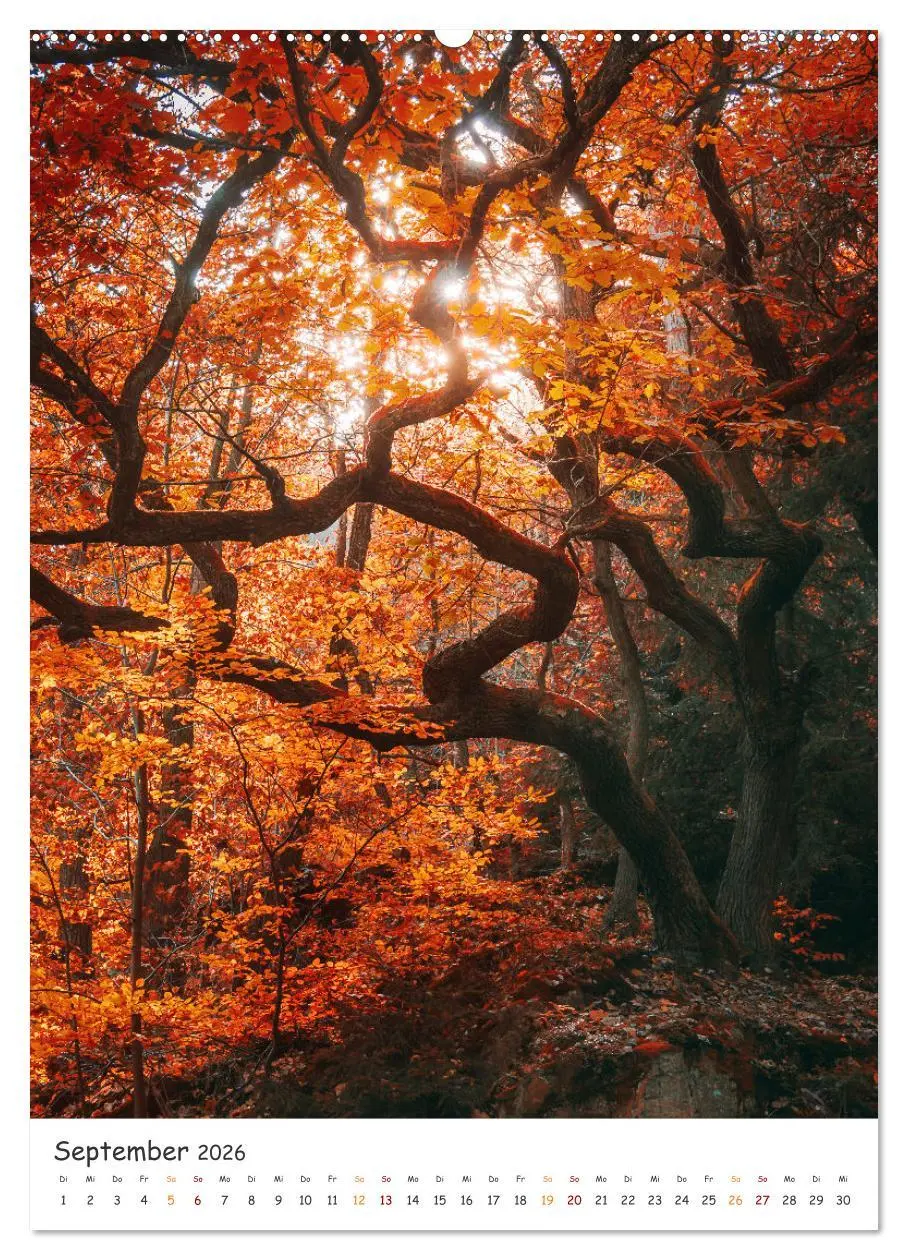 Bild: 9783516327540 | Bäume im Harz (hochwertiger Premium Wandkalender 2026 DIN A2 hoch),...