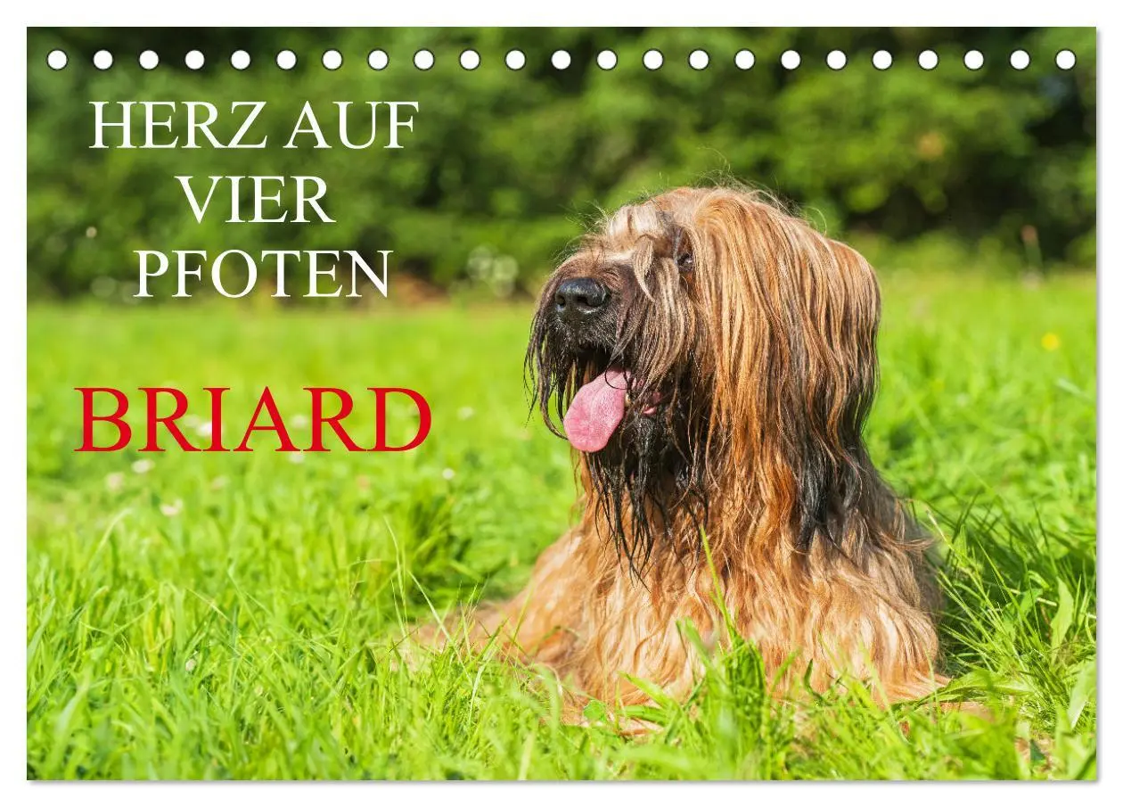 Cover: 9783457387740 | Herz auf vier Pfoten - Briard (Tischkalender 2026 DIN A5 quer),...