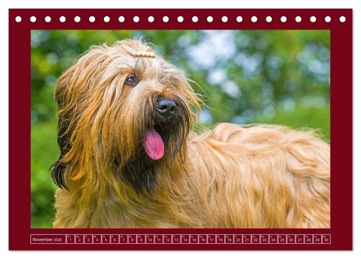 Bild: 9783457387740 | Herz auf vier Pfoten - Briard (Tischkalender 2026 DIN A5 quer),...
