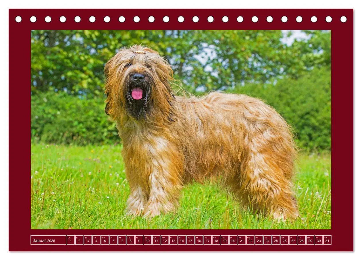 Bild: 9783457387740 | Herz auf vier Pfoten - Briard (Tischkalender 2026 DIN A5 quer),...