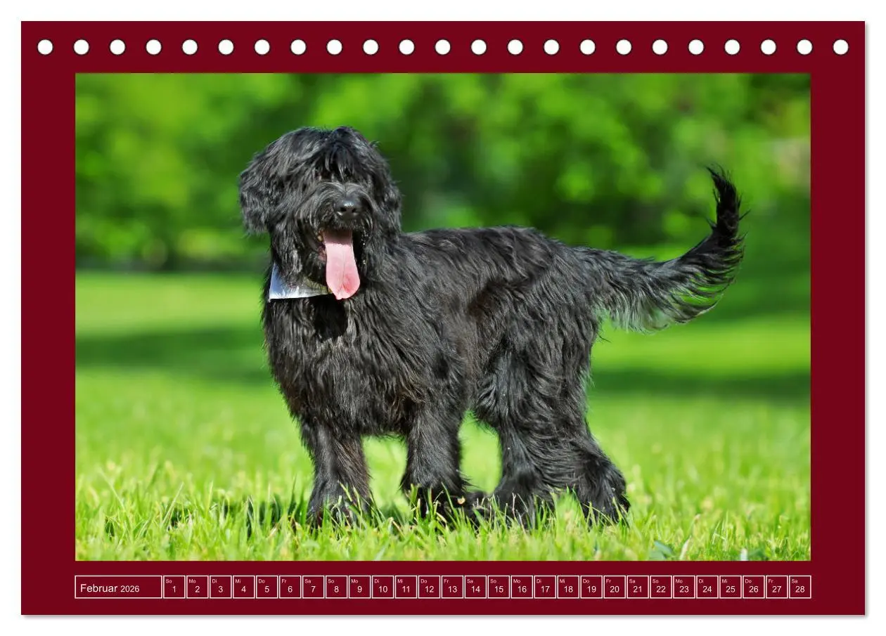 Bild: 9783457387740 | Herz auf vier Pfoten - Briard (Tischkalender 2026 DIN A5 quer),...