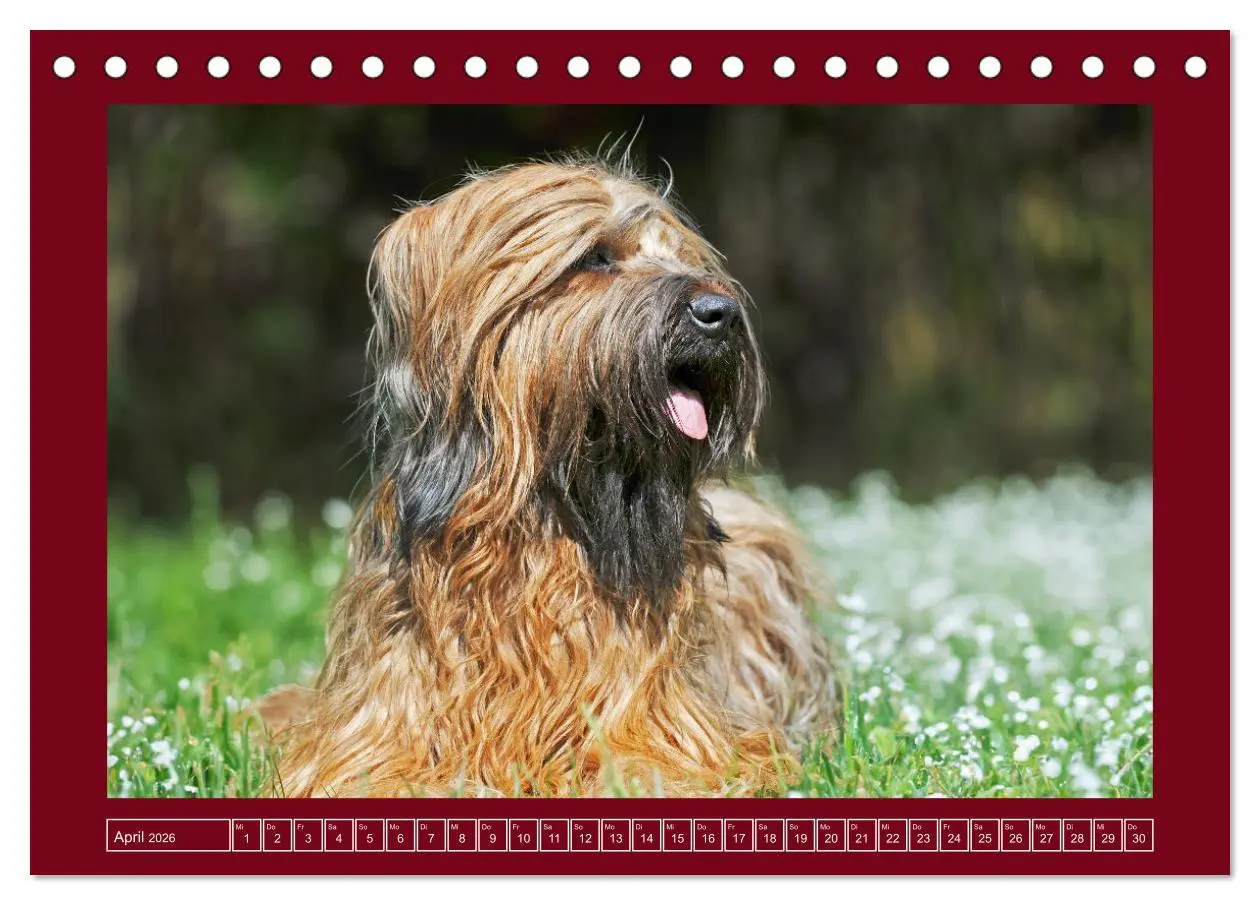 Bild: 9783457387740 | Herz auf vier Pfoten - Briard (Tischkalender 2026 DIN A5 quer),...
