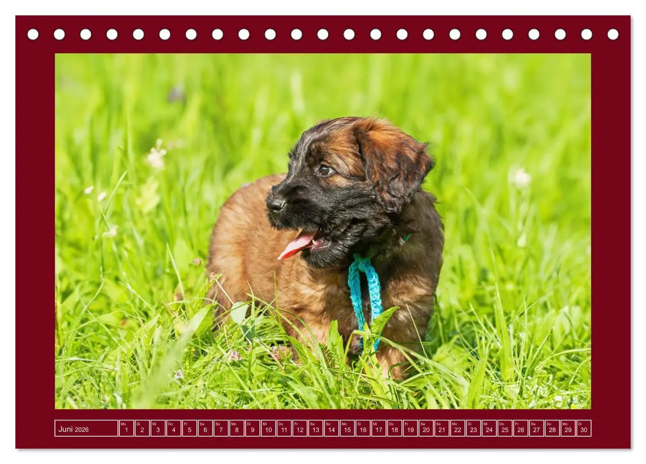 Bild: 9783457387740 | Herz auf vier Pfoten - Briard (Tischkalender 2026 DIN A5 quer),...
