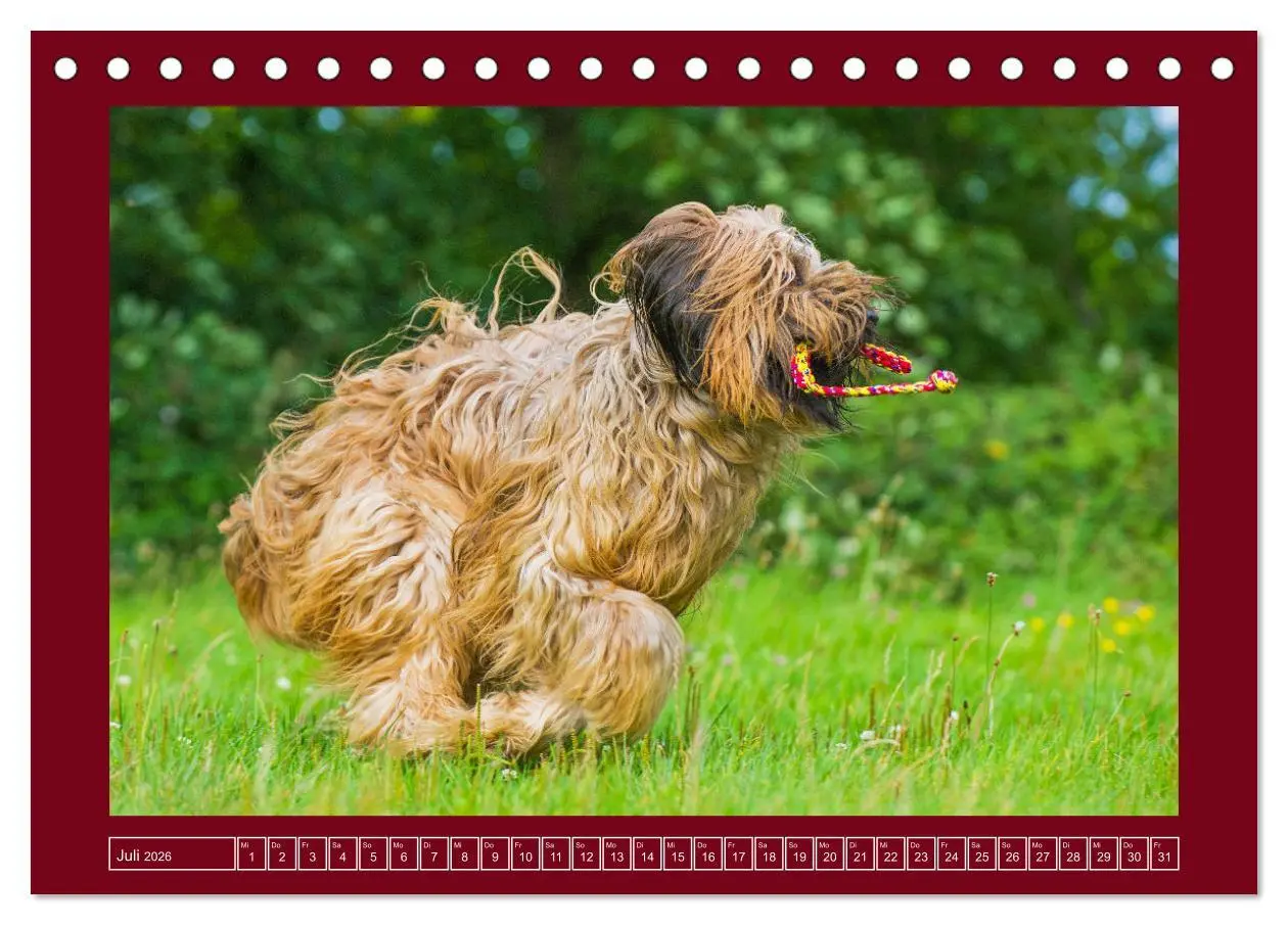 Bild: 9783457387740 | Herz auf vier Pfoten - Briard (Tischkalender 2026 DIN A5 quer),...