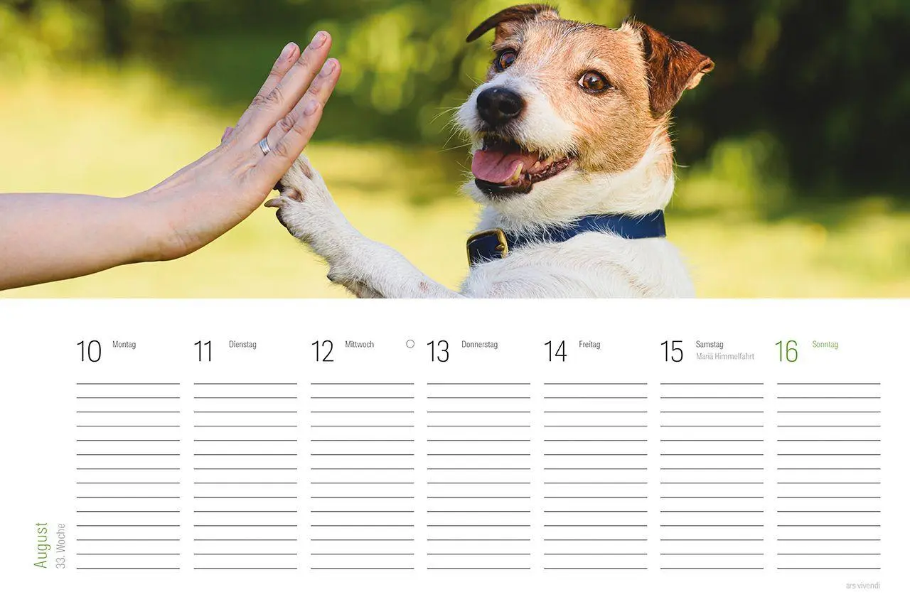 Bild: 9783747207840 | Tischkalender Hunde 2027 | Wochentischkalender | Vivendi Ars | 53 S.