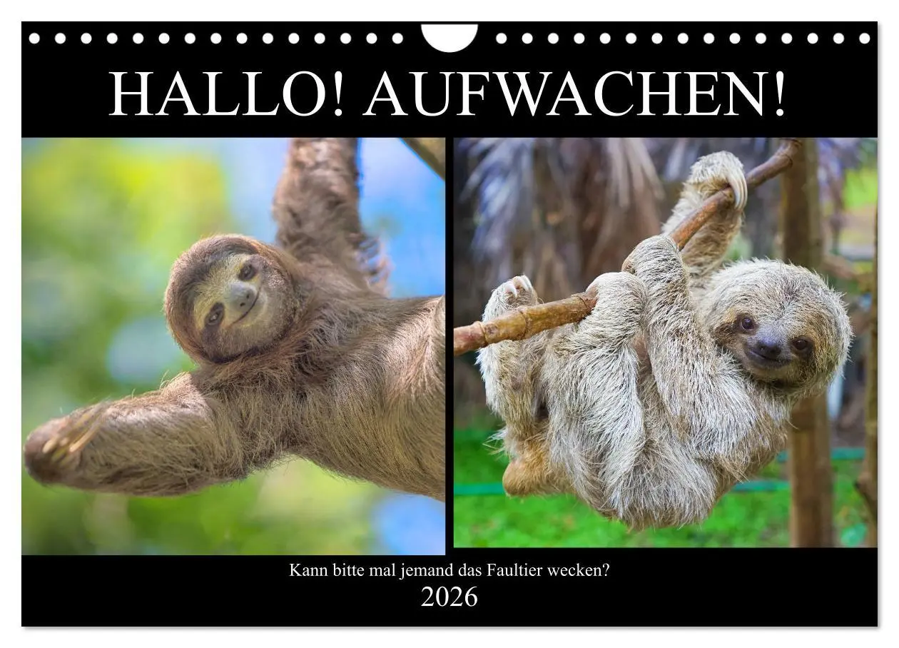 Cover: 9783457817940 | Hallo! Aufwachen! Kann bitte mal jemand das Faultier wecken?...