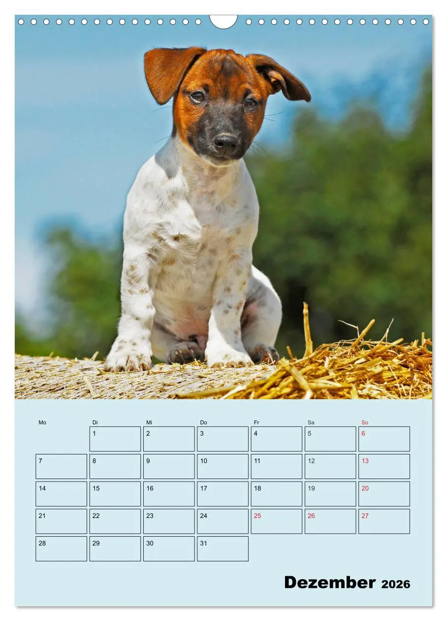 Bild: 9783516387940 | Familienplaner Jack und Parson Russell Terrier (Wandkalender 2026...