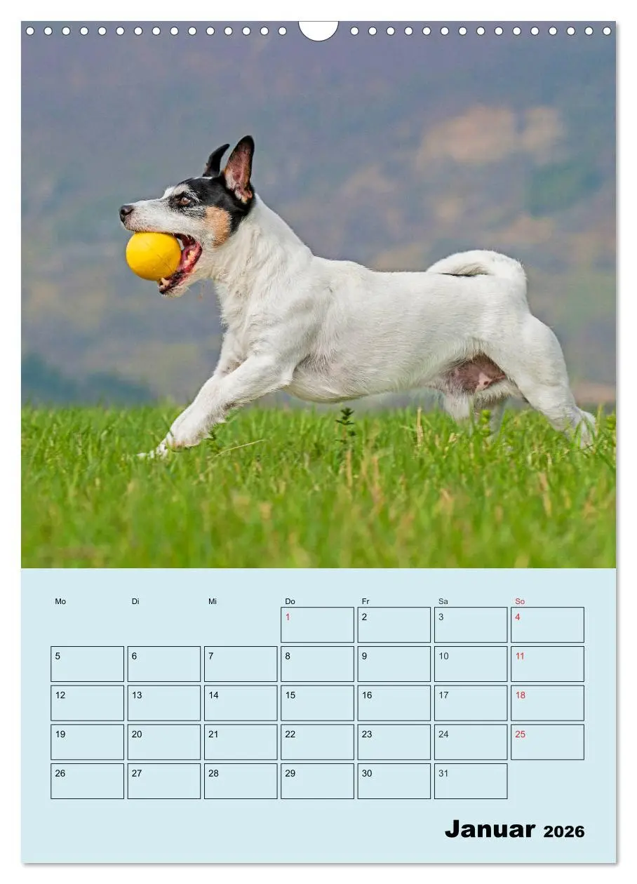 Bild: 9783516387940 | Familienplaner Jack und Parson Russell Terrier (Wandkalender 2026...