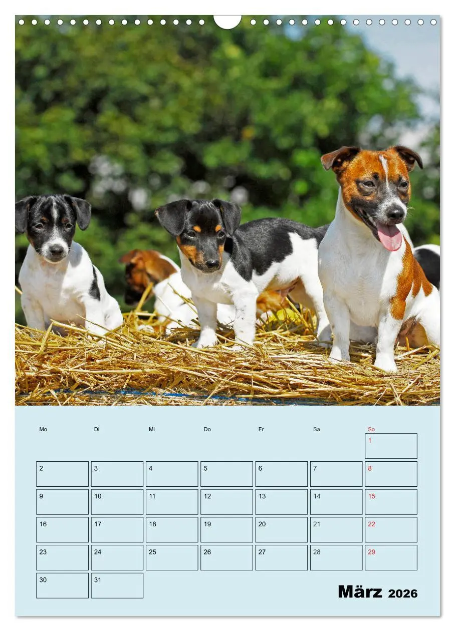 Bild: 9783516387940 | Familienplaner Jack und Parson Russell Terrier (Wandkalender 2026...
