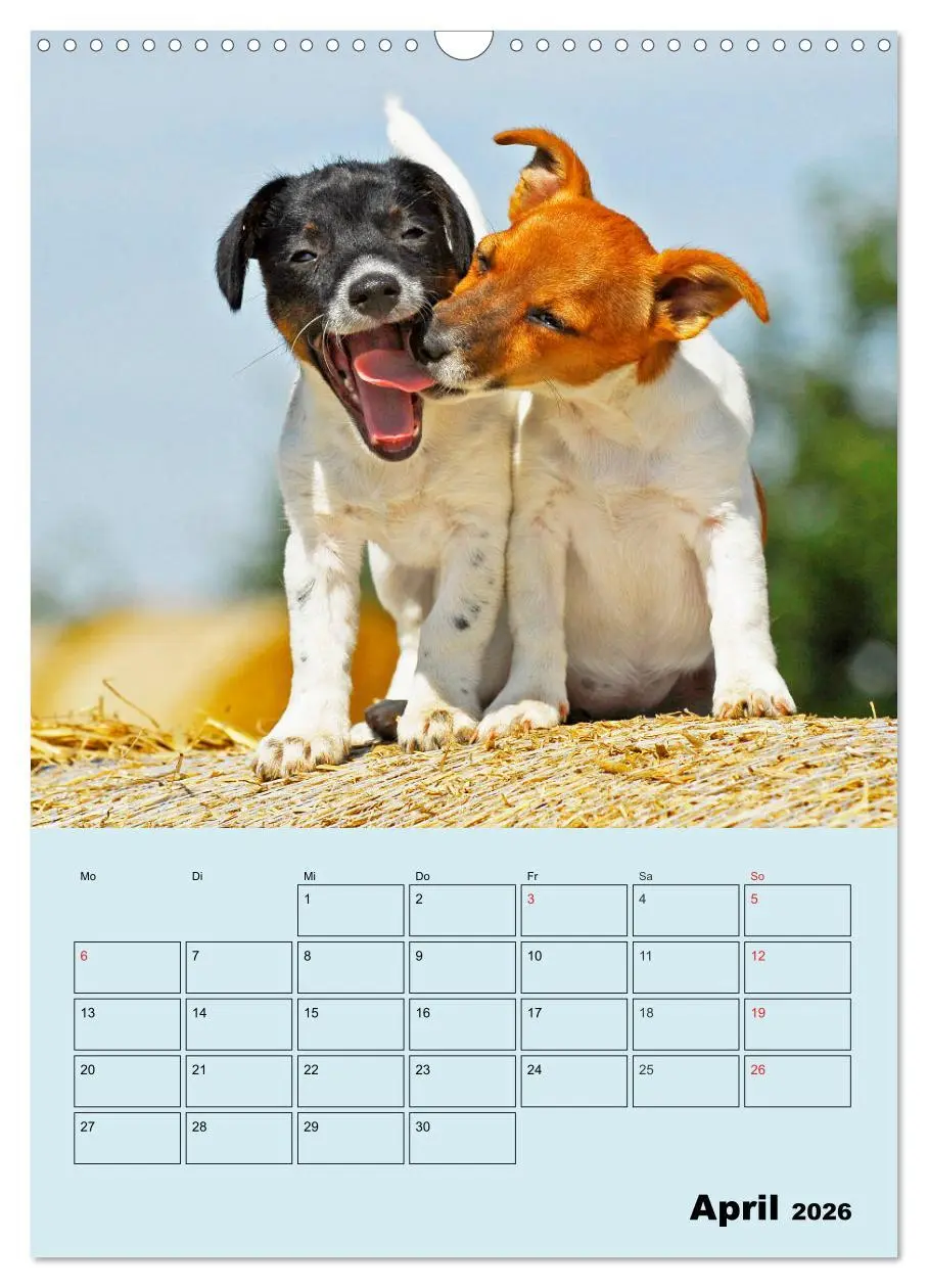 Bild: 9783516387940 | Familienplaner Jack und Parson Russell Terrier (Wandkalender 2026...