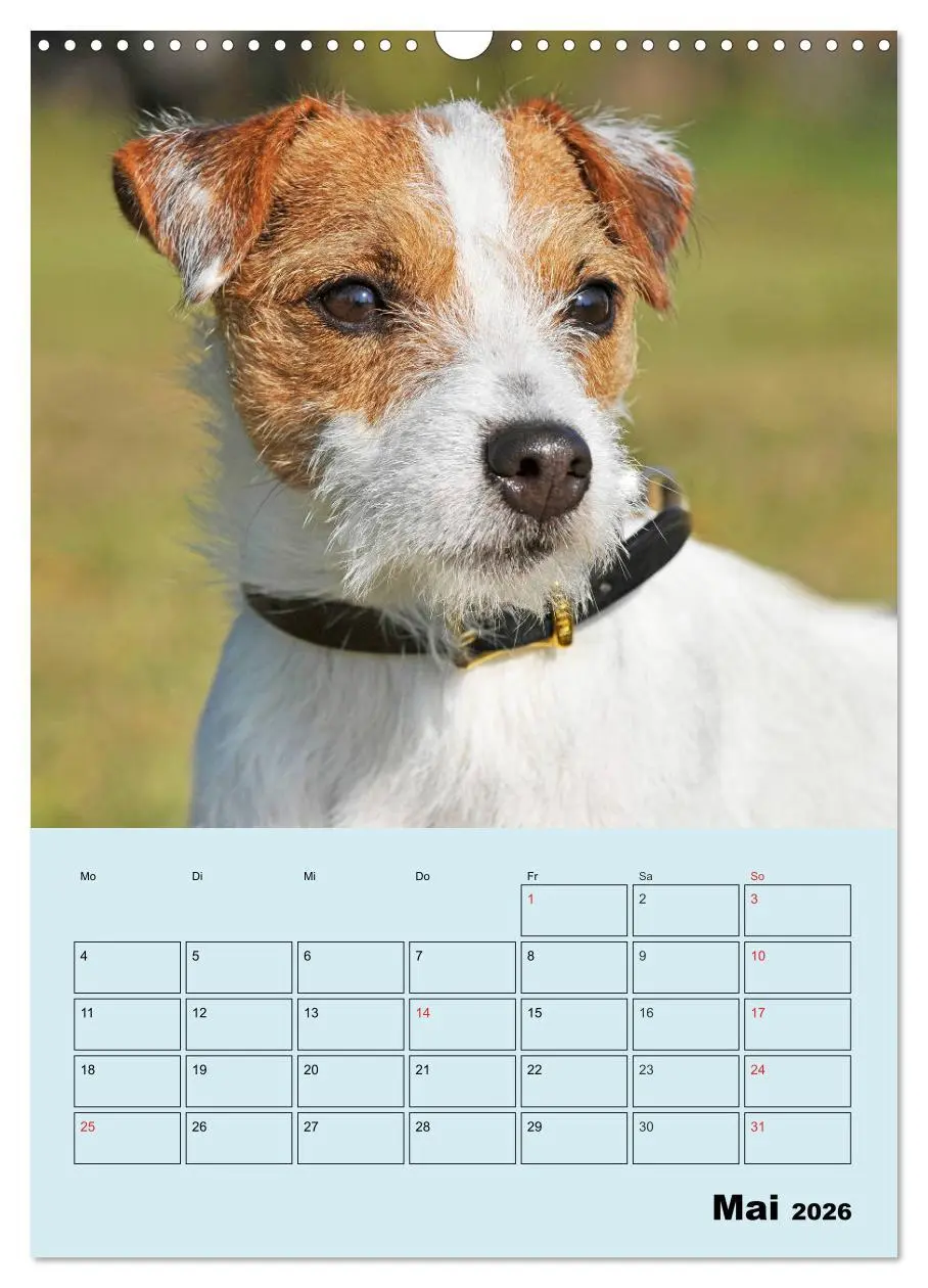 Bild: 9783516387940 | Familienplaner Jack und Parson Russell Terrier (Wandkalender 2026...