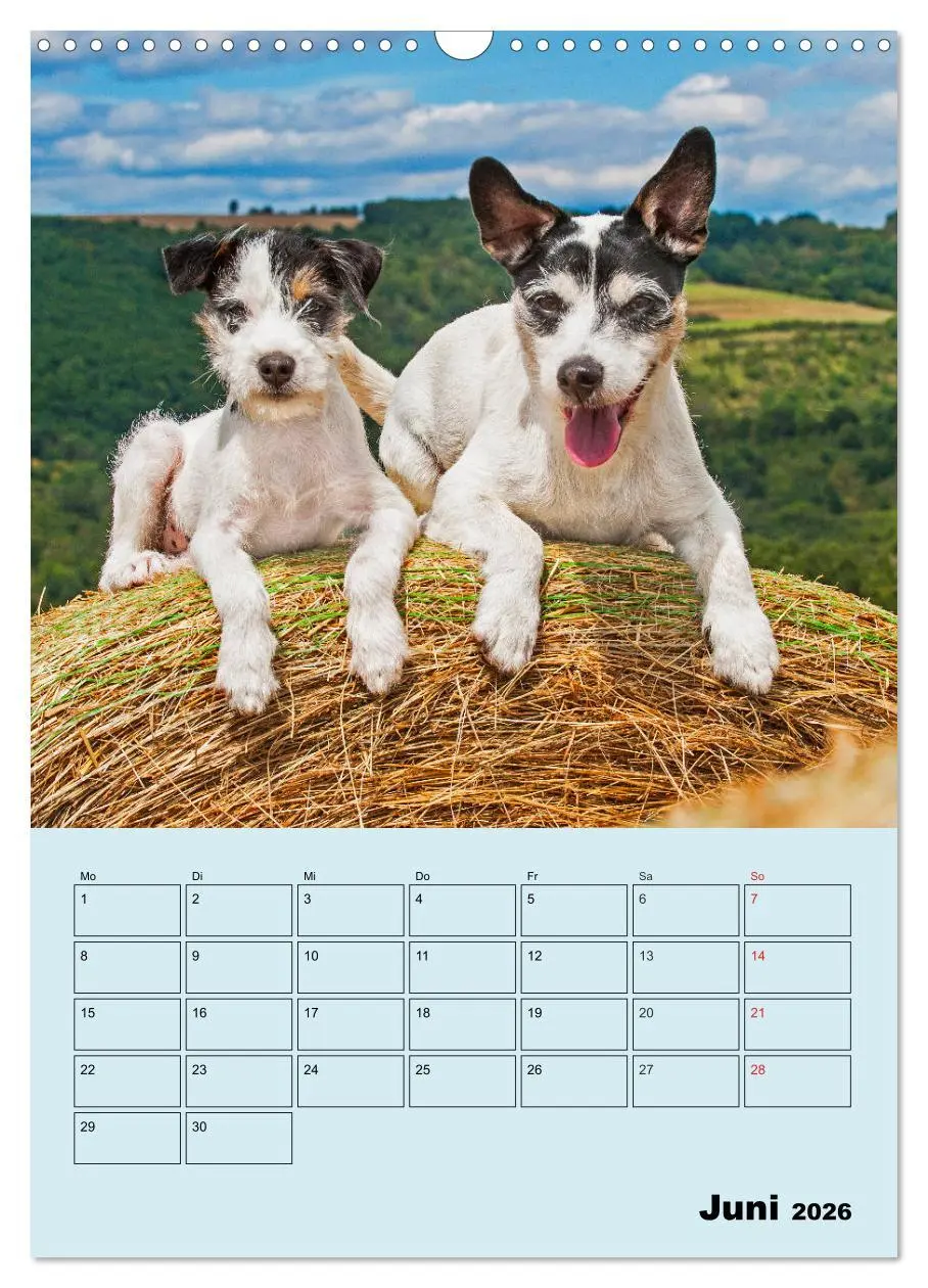 Bild: 9783516387940 | Familienplaner Jack und Parson Russell Terrier (Wandkalender 2026...