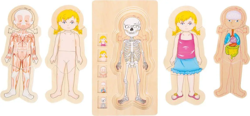Bild: 4020972058140 | Schichtenpuzzle Anatomie Mädchen | small foot | Spiel | 5814 | Deutsch