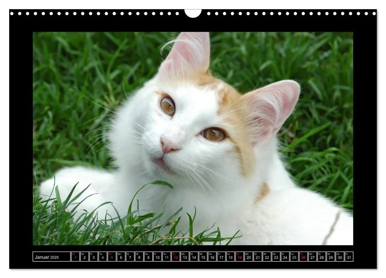 Bild: 9783435778140 | Katzenkinder (Wandkalender 2025 DIN A3 quer), CALVENDO Monatskalender