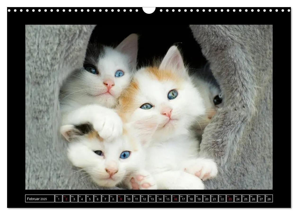 Bild: 9783435778140 | Katzenkinder (Wandkalender 2025 DIN A3 quer), CALVENDO Monatskalender
