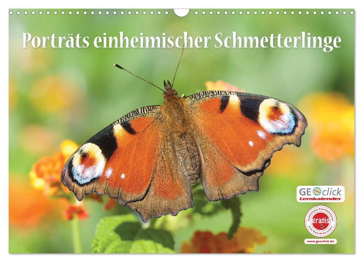 Cover: 9783457768440 | GEOclick Lernkalender: Porträts einheimischer Schmetterlinge...