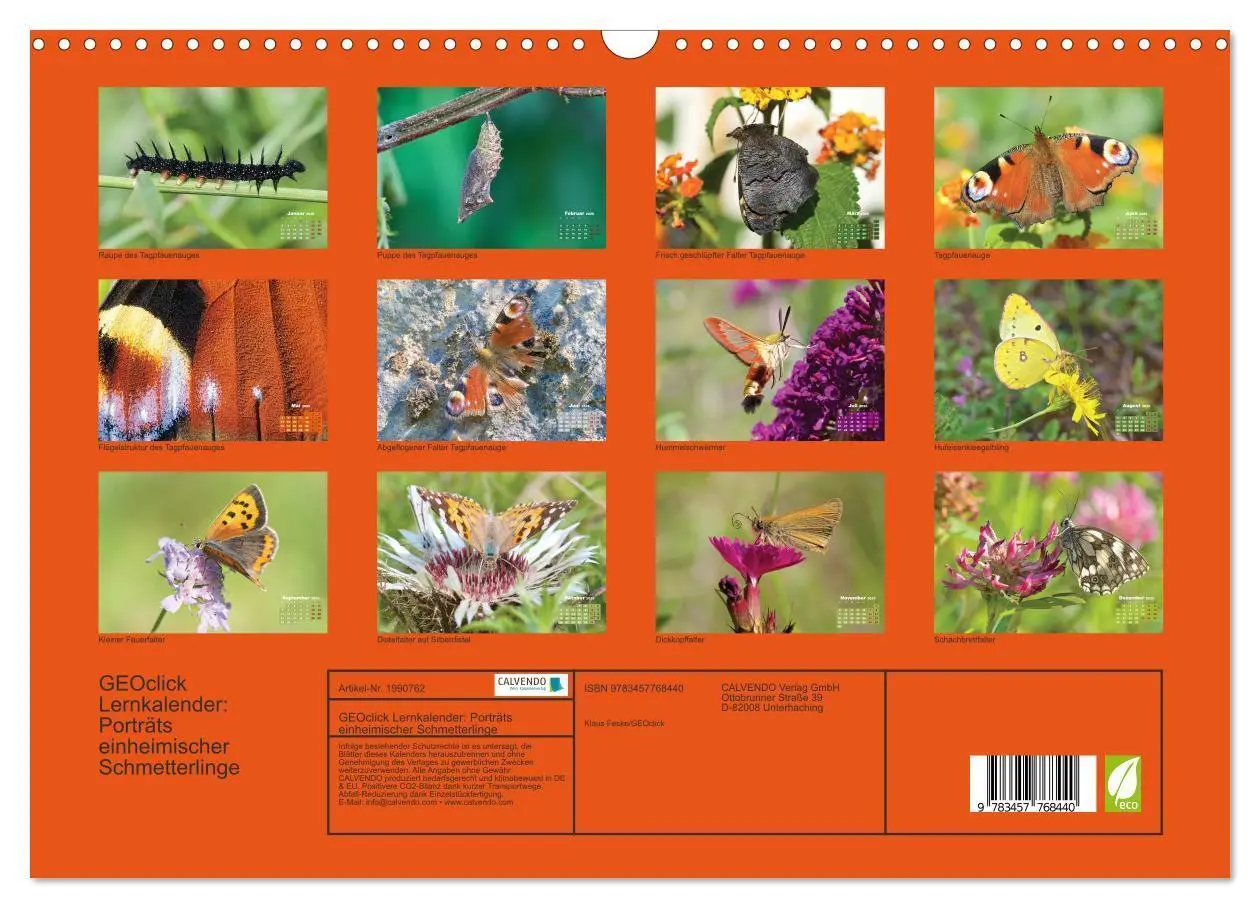 Bild: 9783457768440 | GEOclick Lernkalender: Porträts einheimischer Schmetterlinge...