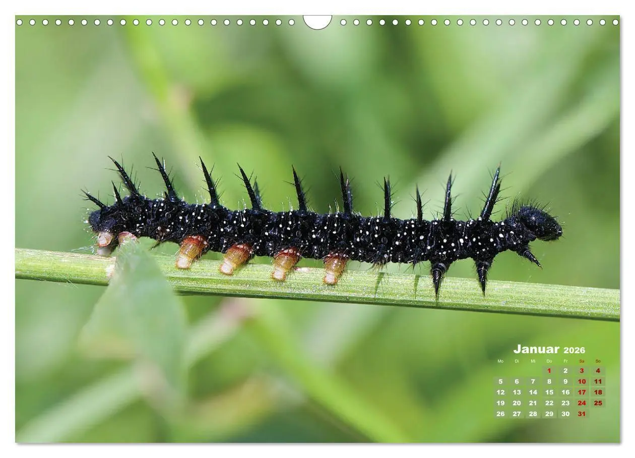 Bild: 9783457768440 | GEOclick Lernkalender: Porträts einheimischer Schmetterlinge...